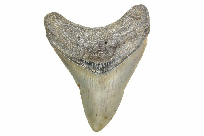Fossil Megalodon Tooth - North Carolina #360795